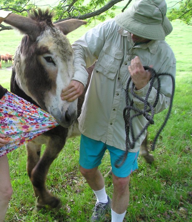 Donkey eating dress