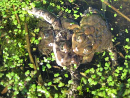 Frog Threesome